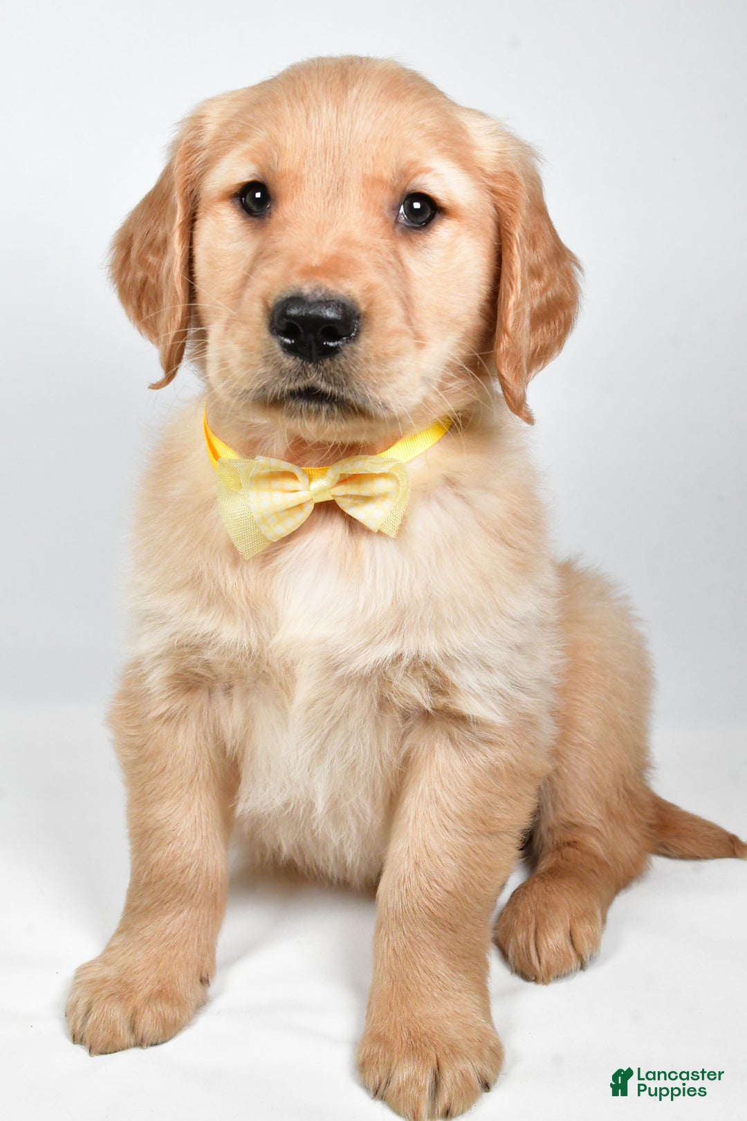 Golden Retriever dogs for sale: Theo - Ad 1