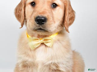 Golden Retriever dogs Theo - Ad 6