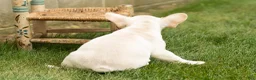 French Bulldog dogs for sale: Hank - Ad 6