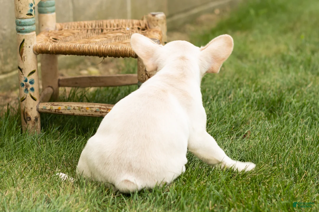 French Bulldog dogs for sale: Hank - Ad 6