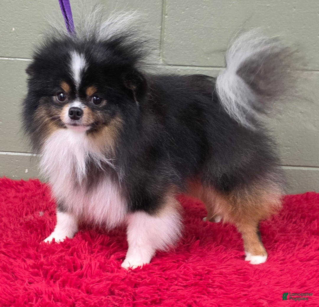 Pomeranian dogs for sale: Yvonne   - Ad 7