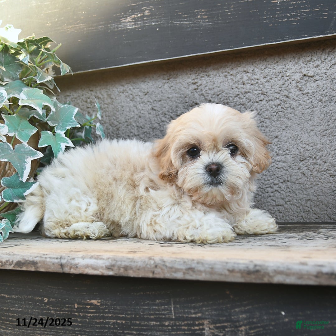 Bichpoo dogs for sale: Witney  - Ad 4