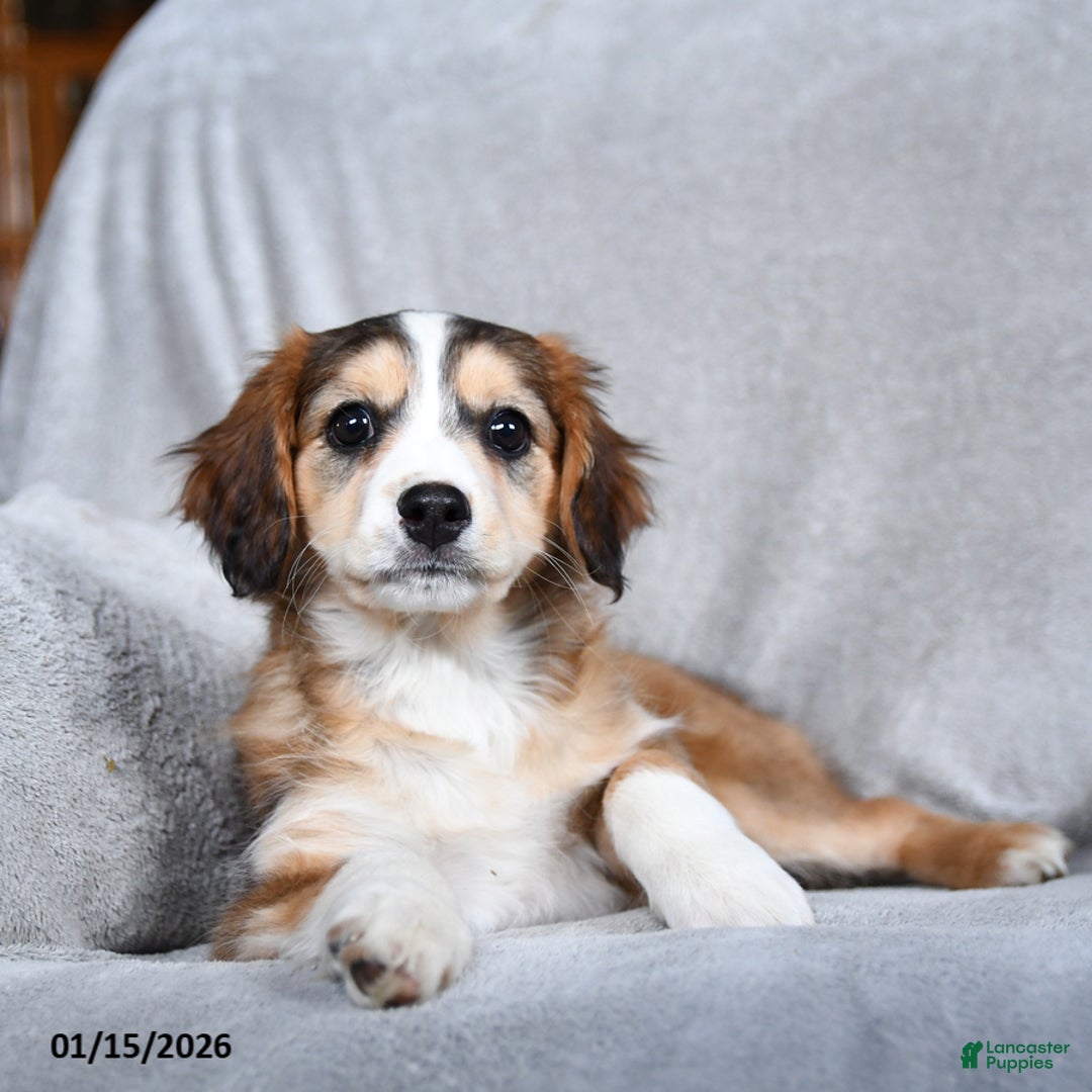 Mixed Breed dogs for sale: Blossom - Ad 3