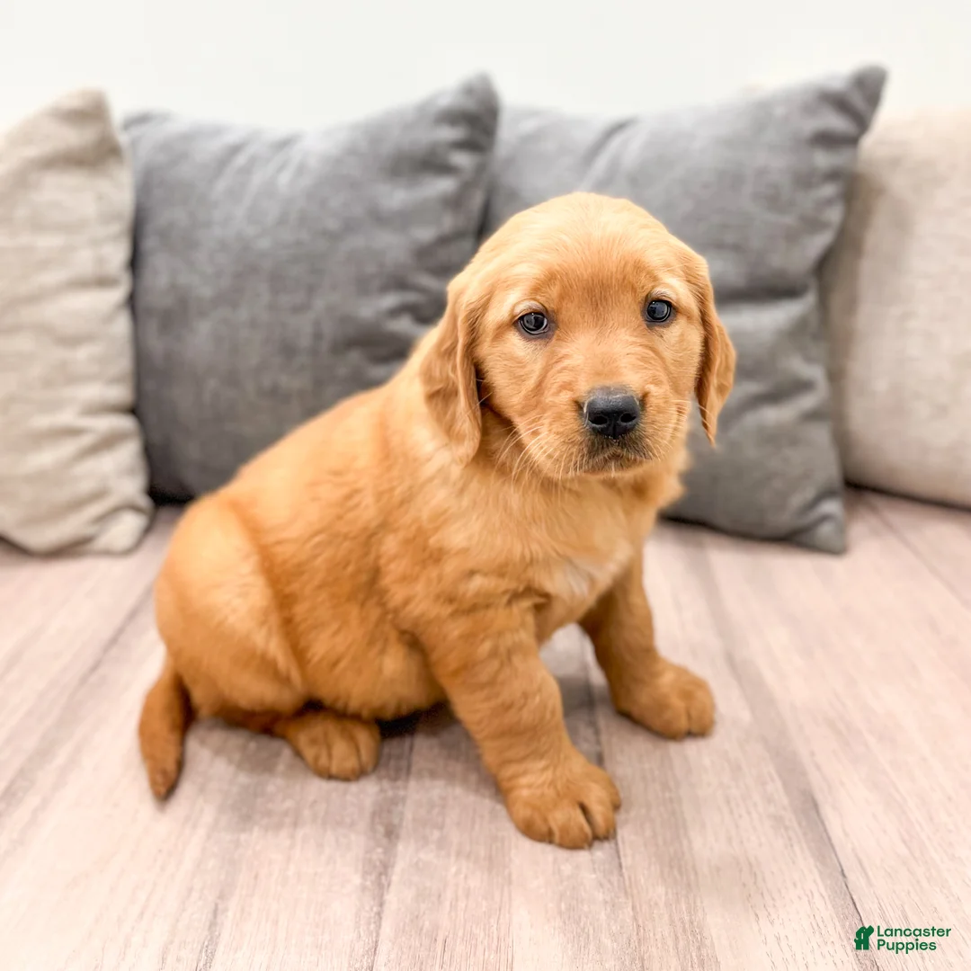 Golden Retriever dogs for sale: Betty - Ad 1