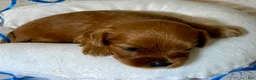 Cavapoo dogs for sale: Scott Cavapoo  - Ad 4