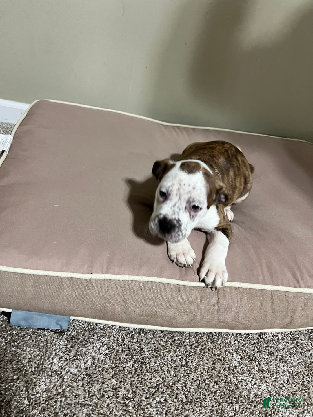 Mixed Breed dogs for sale: Mixed Breed Puppy 2 - Ad 6