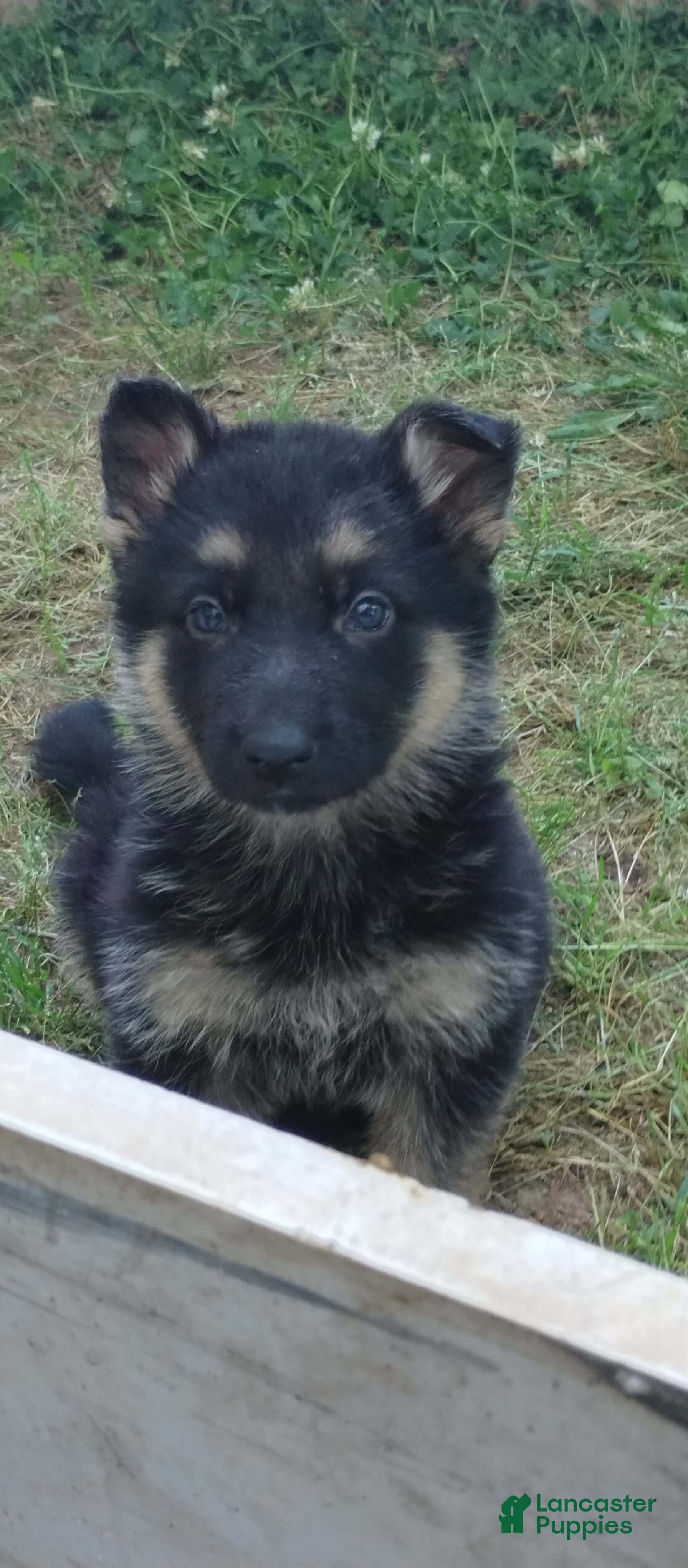 German Shepherd dogs German Shepherd Puppy 6 - Ad 30