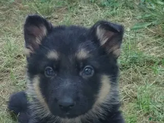 German Shepherd dogs German Shepherd Puppy 6 - Ad 19