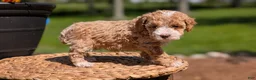 Miniature Poodle dogs for sale: Melody - Ad 15