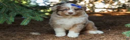 Miniature Australian Shepherd dogs for sale: LUCKY - Ad 6