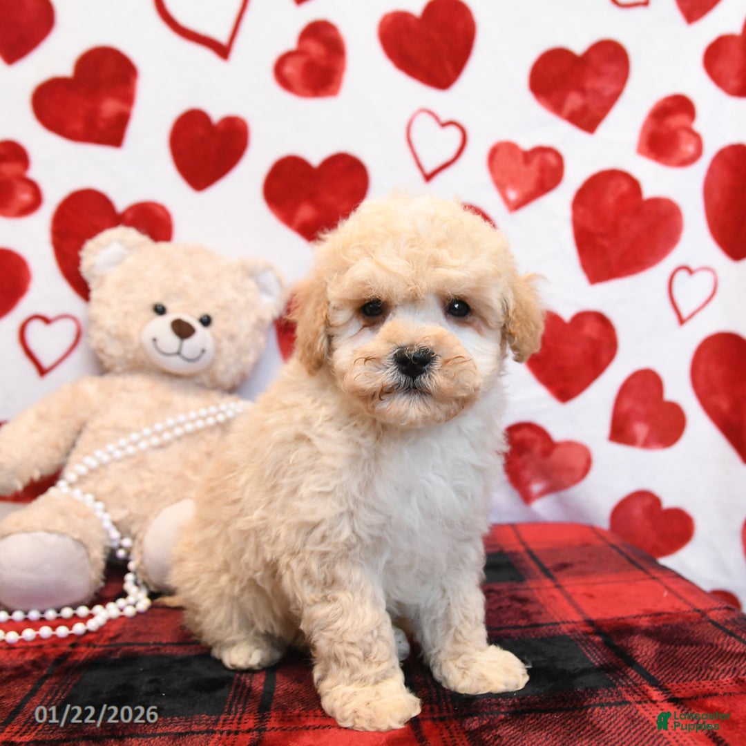 Bichpoo dogs for sale: Pookie - Ad 2