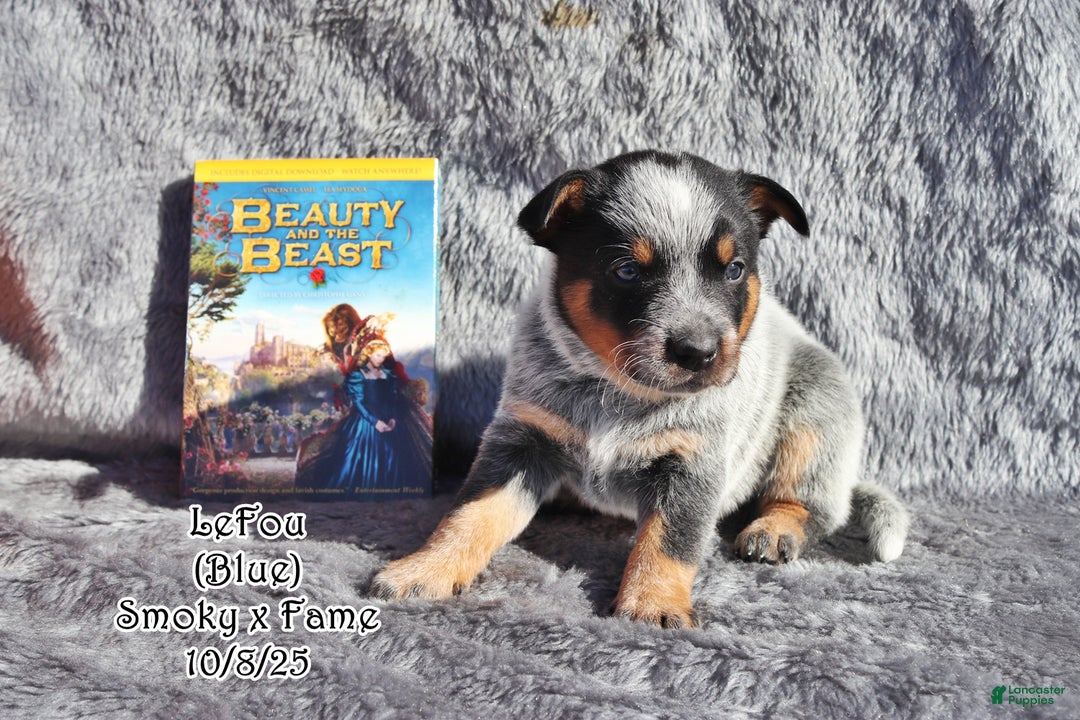 Australian Cattle Dog dogs for sale: LeFou - Ad 2