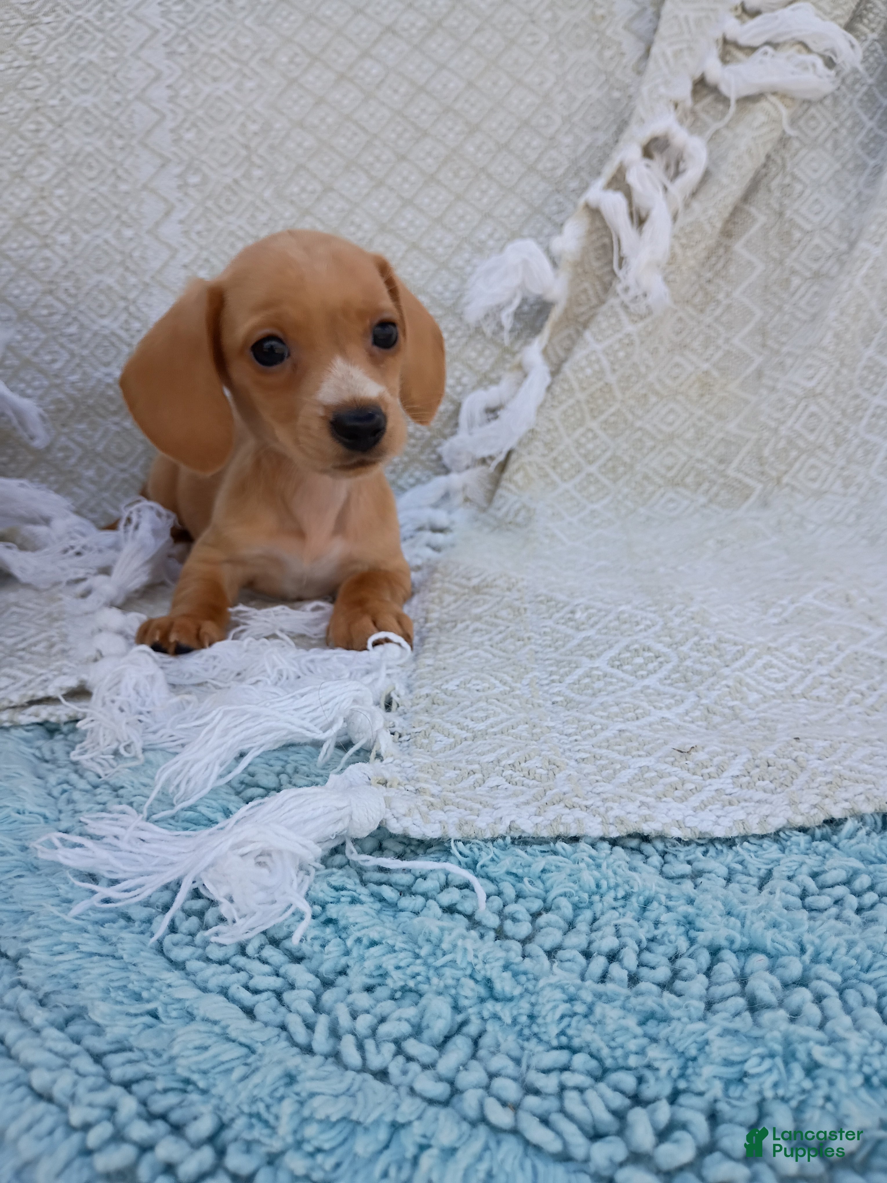 Miniature Dachshund dogs Miniature Dachshund Puppy 1 - Ad 2