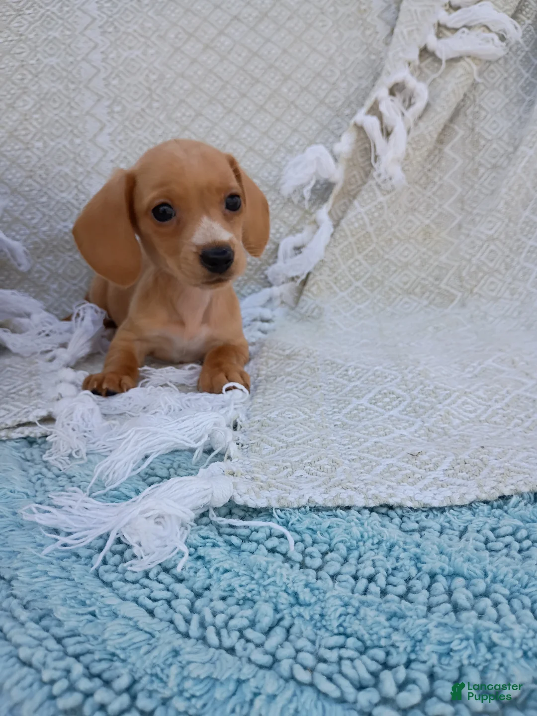 Miniature Dachshund dogs for sale: Miniature Dachshund Puppy 1 - Ad 2