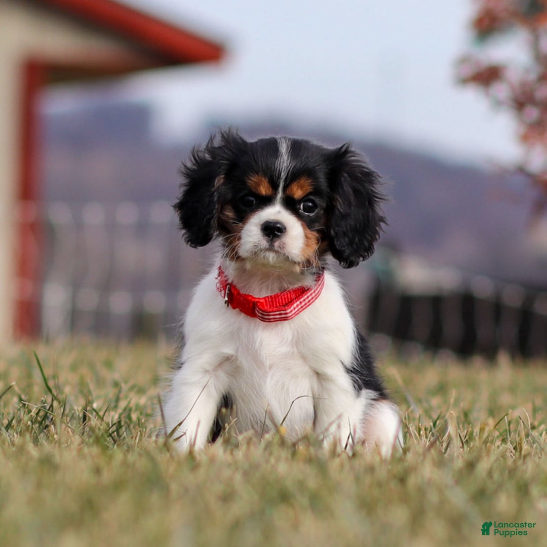 Cavalier King Charles Spaniel dogs for sale: Cassian - Ad 1