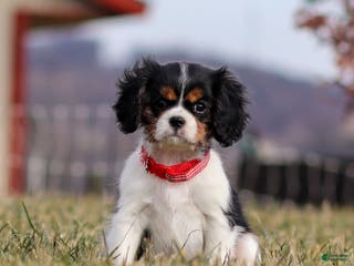 Cavalier King Charles Spaniel dogs Cassian - Ad 14