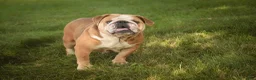 English Bulldog dogs for sale: Rita English Bulldog  - Ad 7