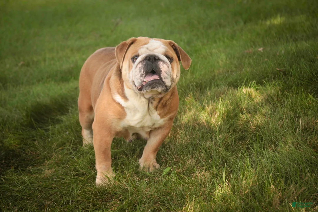 English Bulldog dogs for sale: Rita English Bulldog  - Ad 7