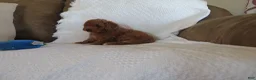 Cavapoo dogs for sale: Mocha - Ad 5
