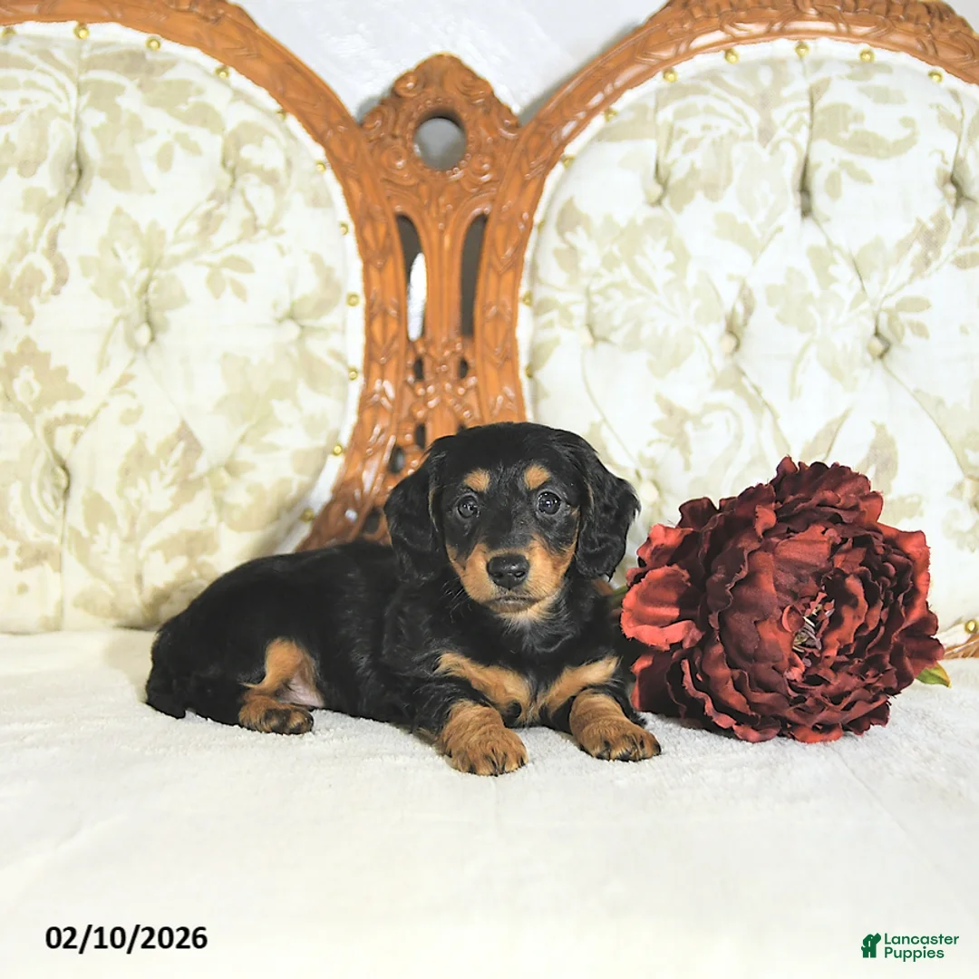 Miniature Dachshund dogs for sale: Pixie - Ad 4