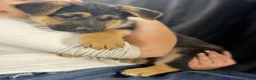 German Shepherd dogs for sale: Rosie - Ad 9