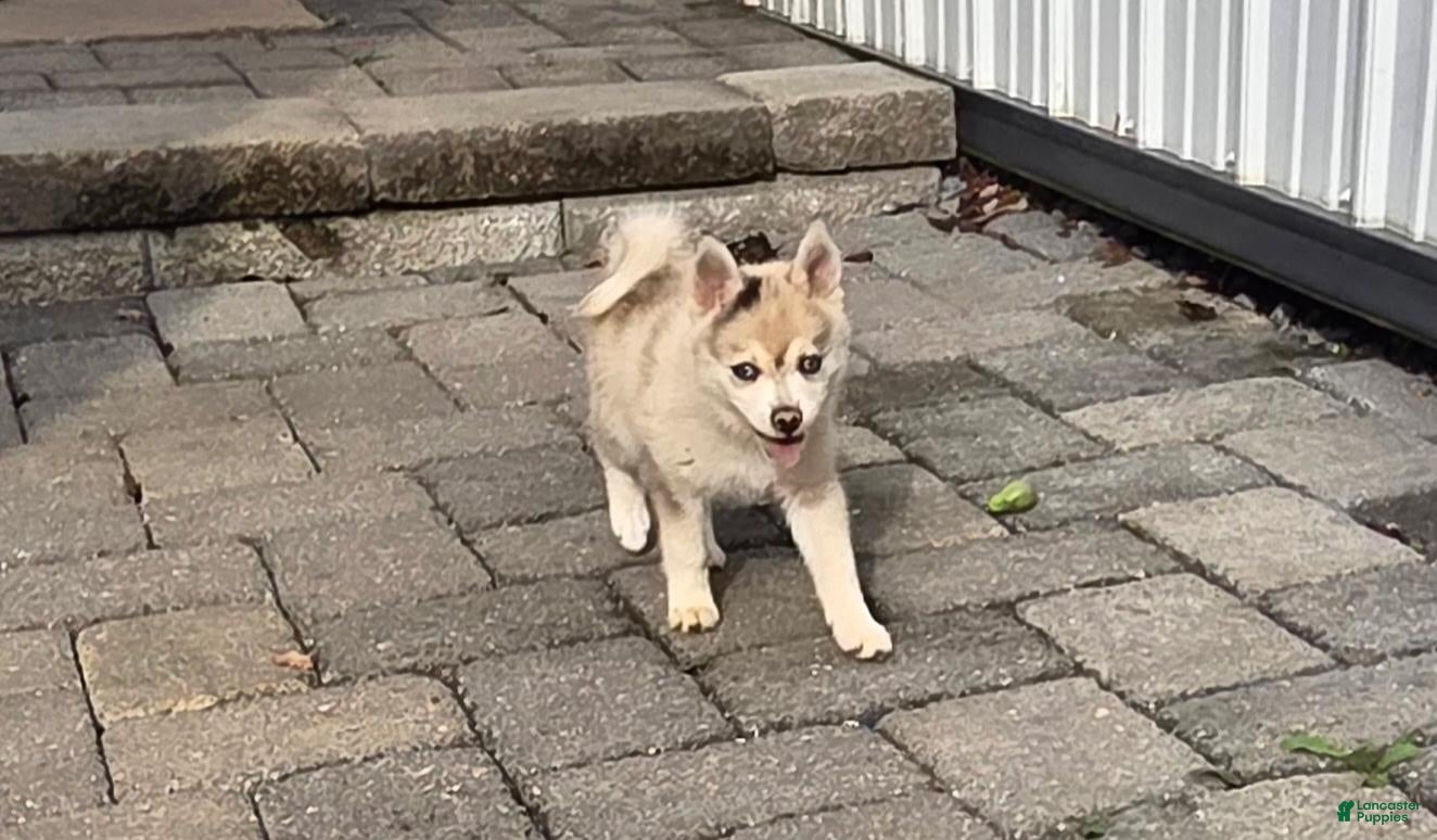 Pomsky dogs Honeysuckle  - Ad 2