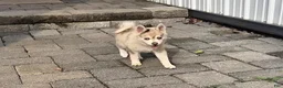 Pomsky dogs for sale: Honeysuckle  - Ad 2