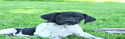 German Shorthaired Pointer dogs for sale: Rover  - Ad 3
