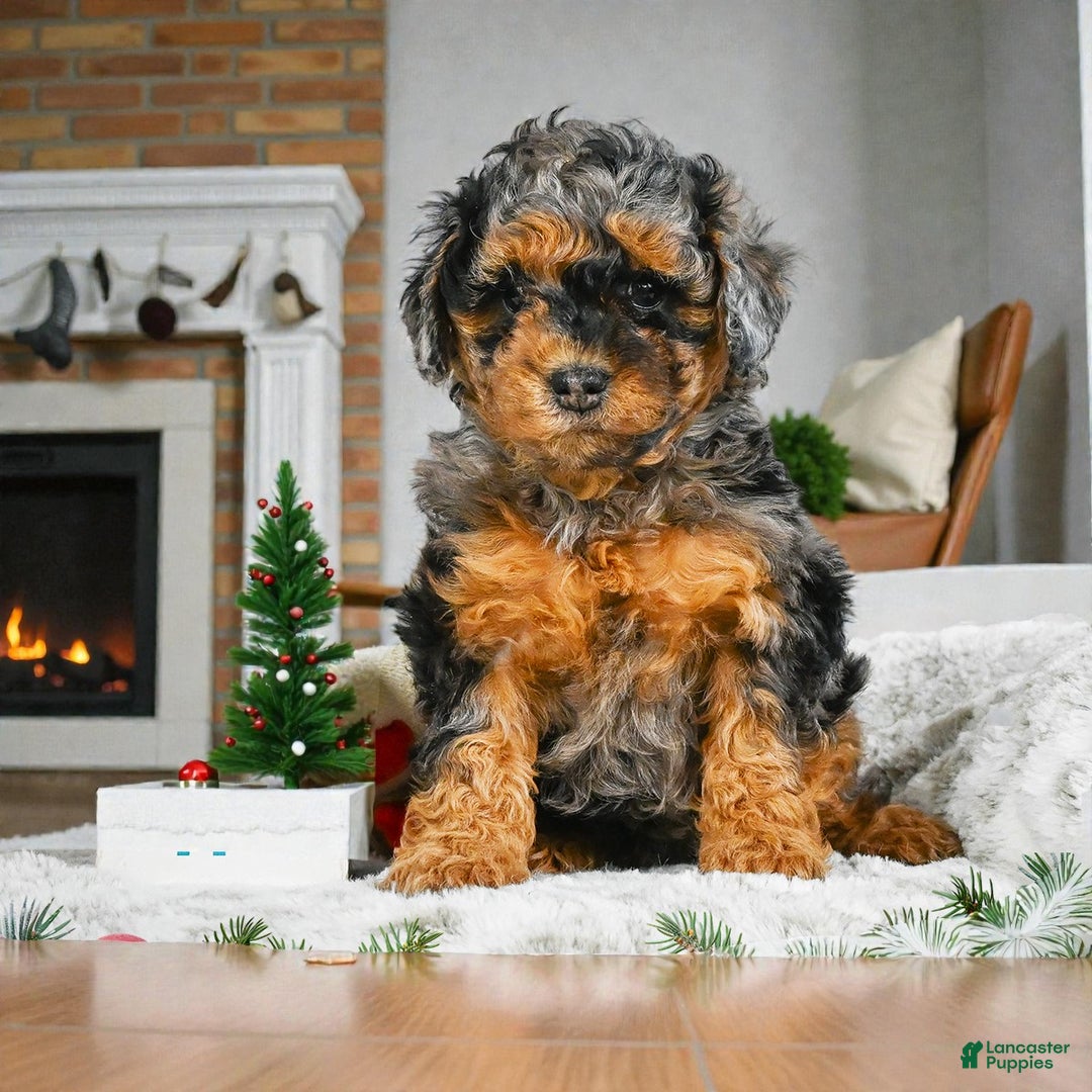 Cockapoo dogs for sale: alice - Ad 1