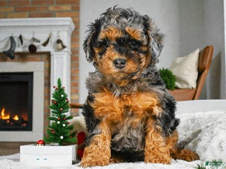 Cockapoo dogs alice - Ad 11