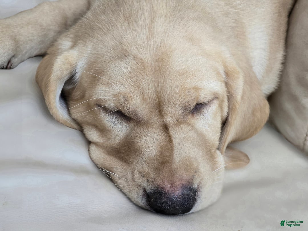 Labrador Retriever dogs for sale: Labrador Retriever Puppy 1 - Ad 8