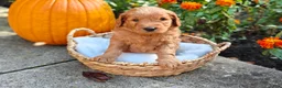 Goldendoodle dogs for sale: Rocky - Ad 4