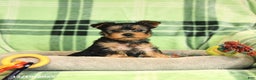 Yorkshire Terrier dogs for sale: Daisy - Ad 1