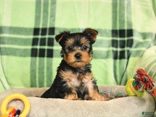 Yorkshire Terrier dogs Daisy - Ad 8