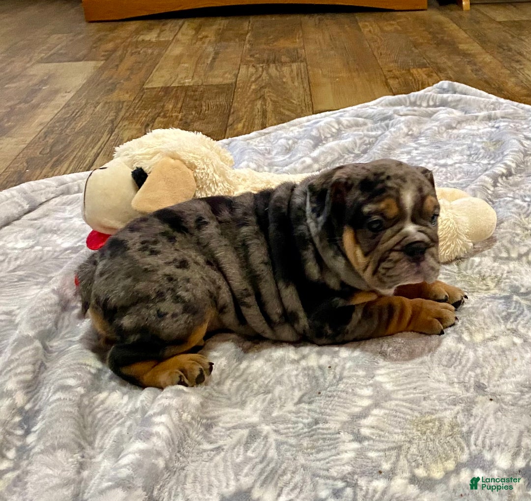 English Bulldog dogs for sale: Luke - Ad 5