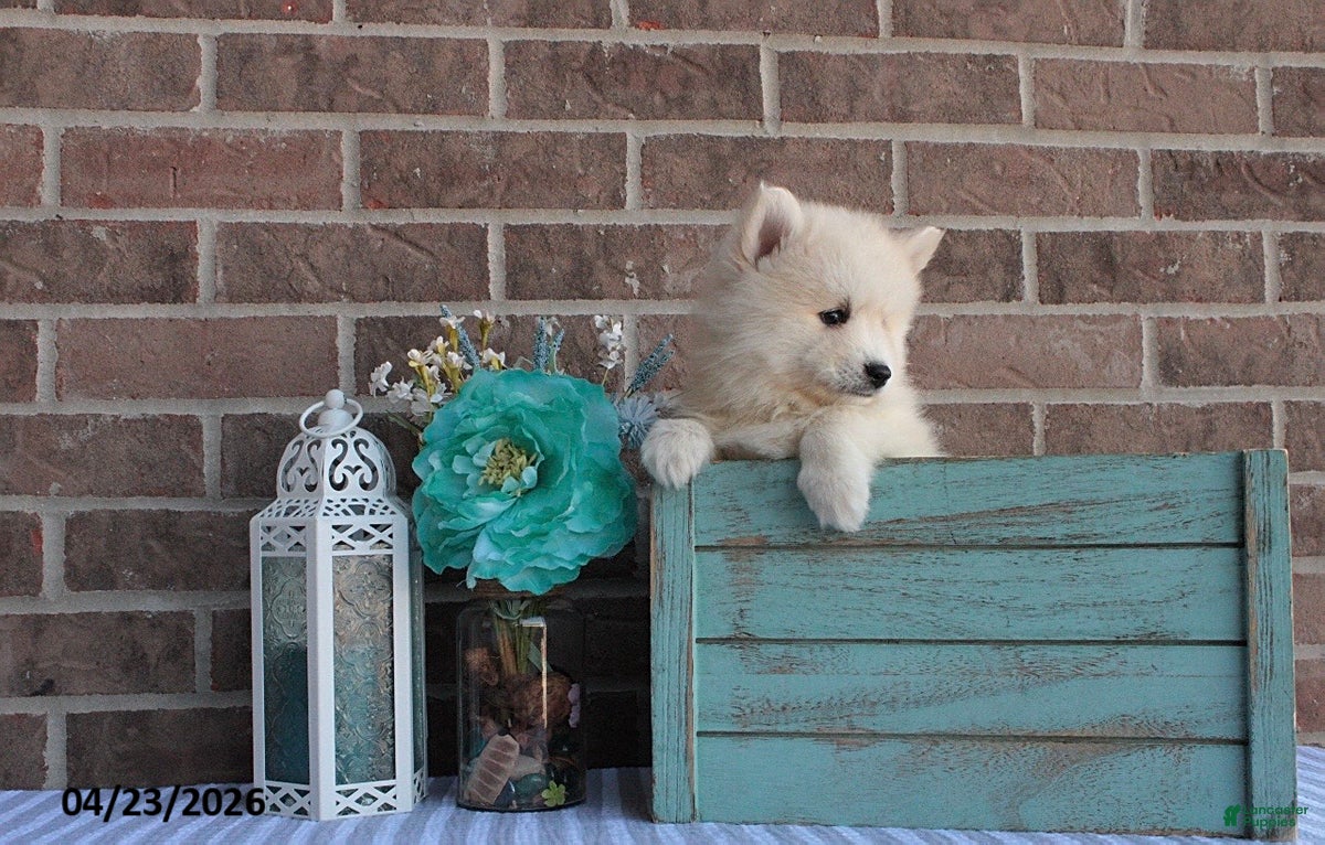 Pomsky dogs Piper - Ad 2