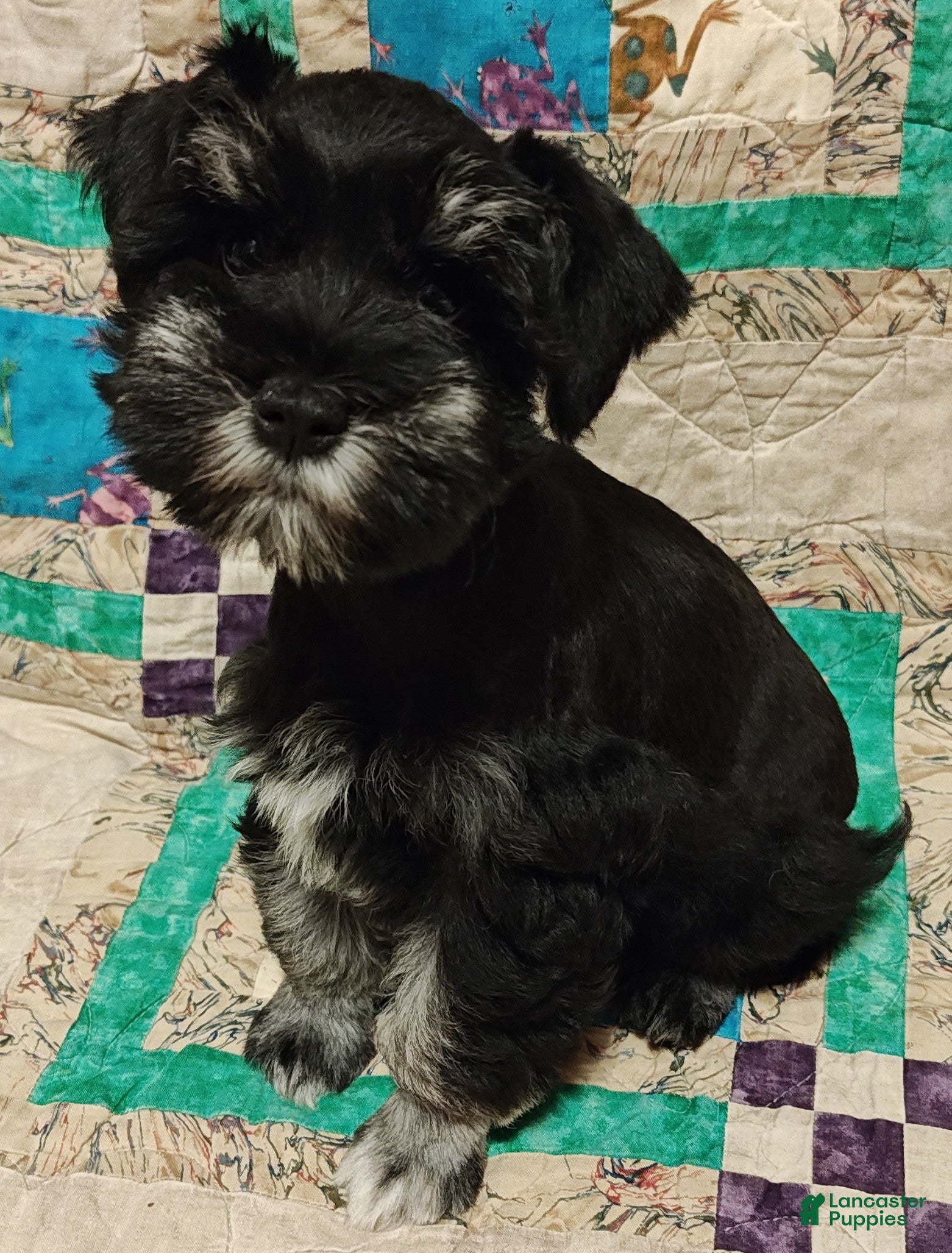 Miniature Schnauzer dogs Girl 2 - Ad 19