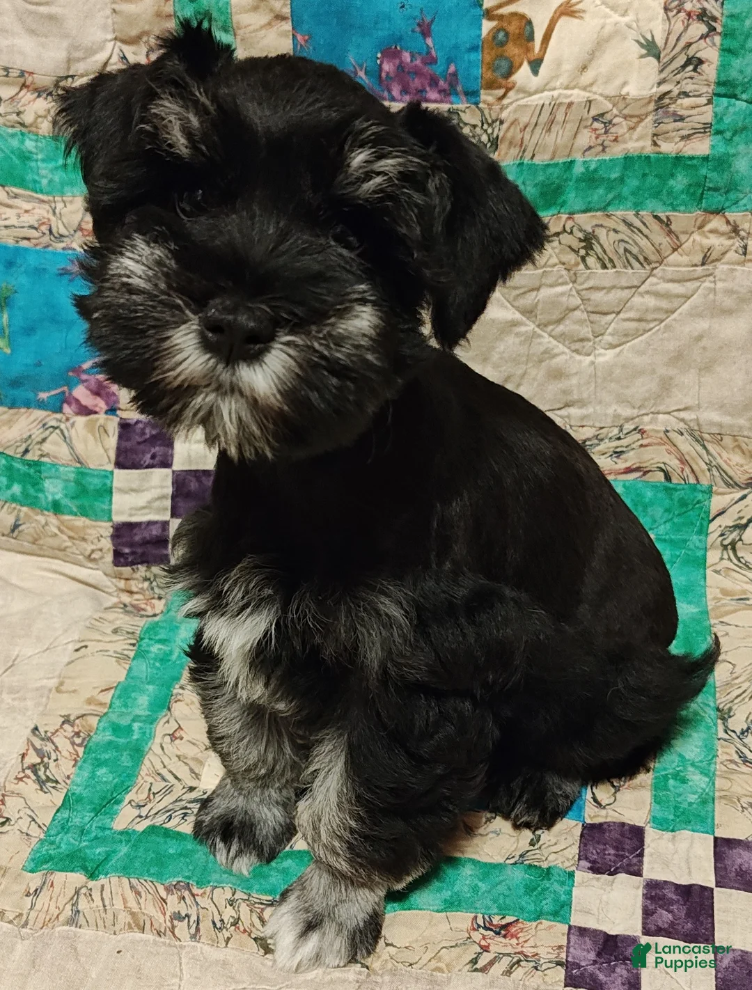 Miniature Schnauzer dogs for sale: Girl 2 - Ad 1