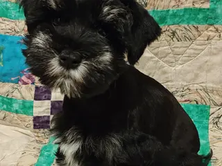 Miniature Schnauzer dogs Girl 2 - Ad 34
