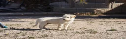 Mixed Breed dogs for sale: Toes M Lorek - Ad 16