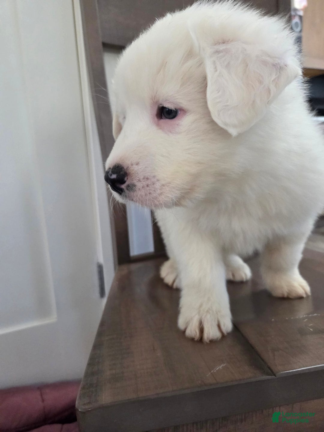 Great Pyrenees dogs for sale: Blizzard - Ad 3