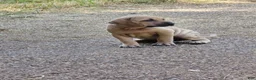 Black Mouth Cur dogs for sale: Black Mouth Cur - Ad 18