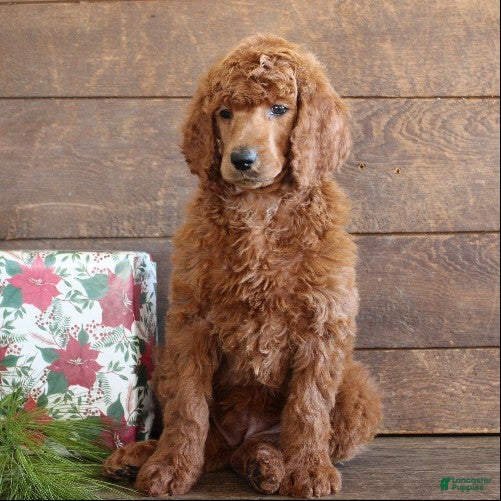 Standard Poodle dogs Amelia - Ad 2