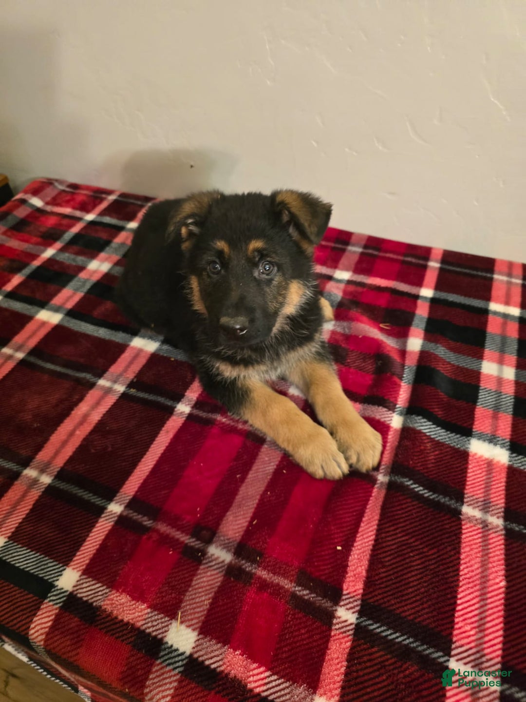 German Shepherd dogs for sale: Max - Ad 16