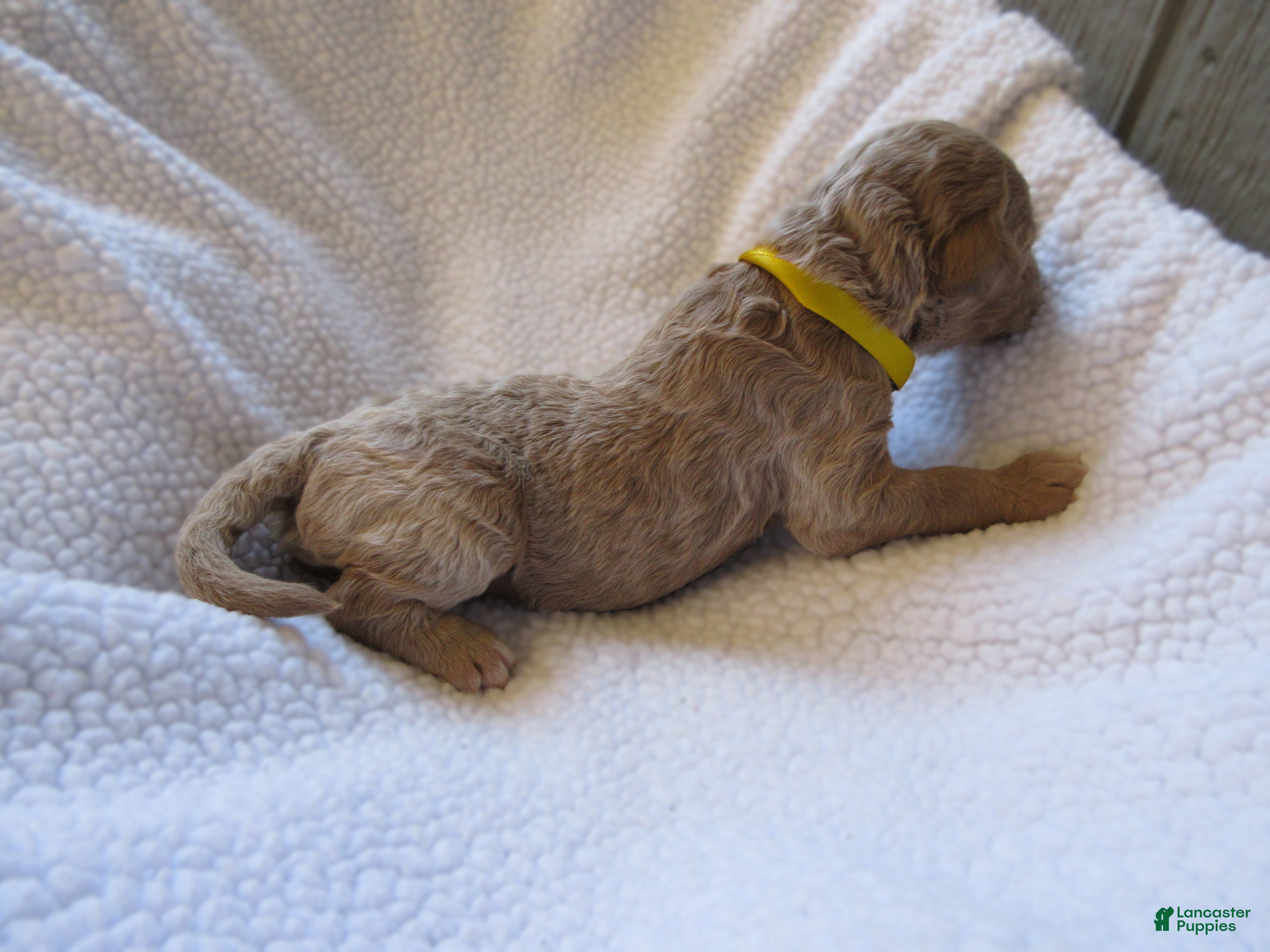 Goldendoodle dogs for sale: Yellow collar - Ad 3
