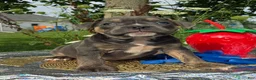Olde English Bulldogge dogs for sale: Ryder - Ad 2