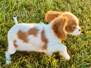 Cavalier King Charles Spaniel dogs - Ad 15