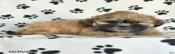 Shih Tzu dogs for sale: Pete - Ad 4