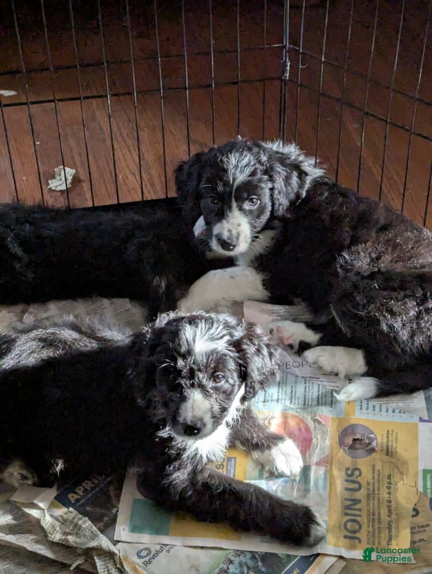 Bordoodle dogs Bordoodle Puppy 8 - Ad 7