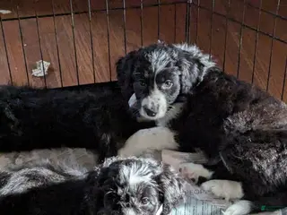 Bordoodle dogs Bordoodle Puppy 8 - Ad 7